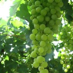 Bunch of Torrontes grapes