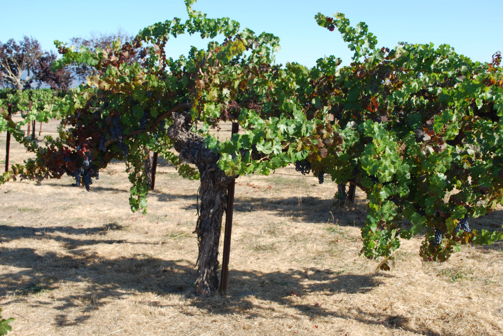 Grapevines at Trefethen in Napa, CA