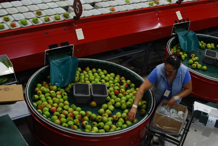 Harry & David team member sorting pears