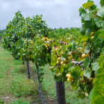 Muscadine Grapes Henscratch Farms in Florida