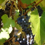 Quivira Grapes