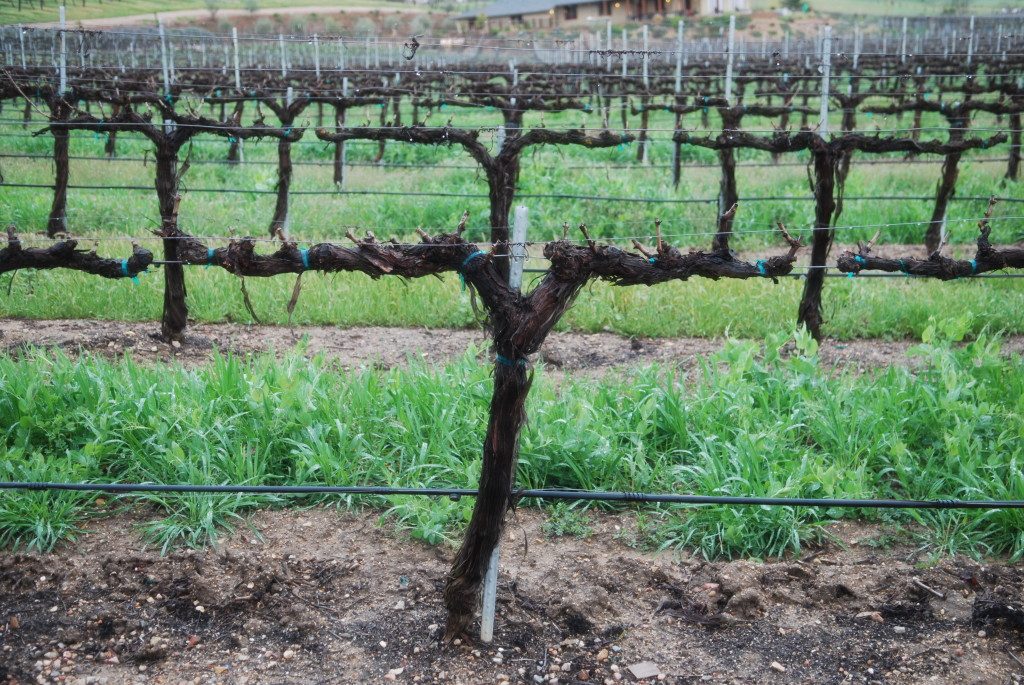 The vines of Stillwater Vineyards in Paso Robles, CA